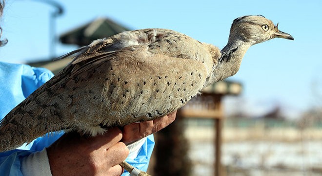 Kırmızı listedeki yaralı yakalı toy, Van'da tedavi altına alındı