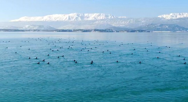 Kış ortası kuş sayımı görüntüleri paylaşıldı