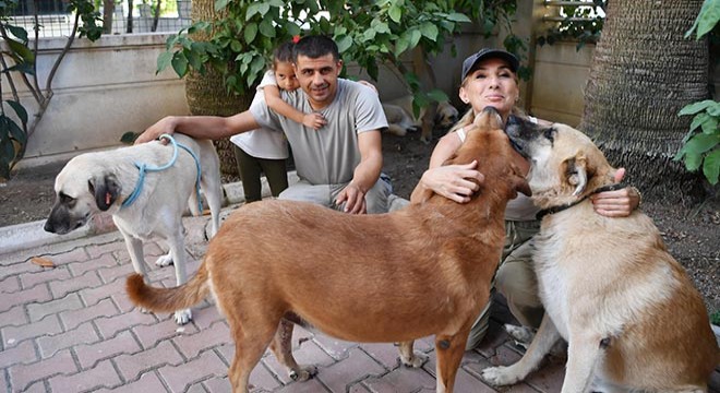 Konyaaltı Belediyesi destek oldu, 4 sokak hayvanı yuvasına kavuştu