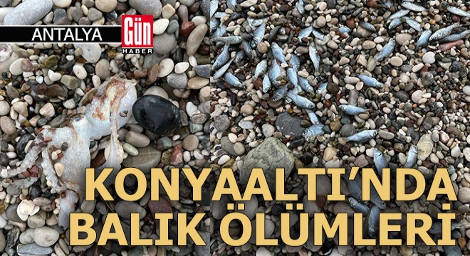 Konyaaltı Sahili'nde balık ölümleri