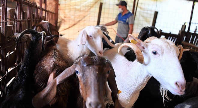 Konyaaltı’ndaki hayvan yetiştiricilerine ilaçlama desteği