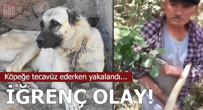 gediz pazarı video elsa anna izle