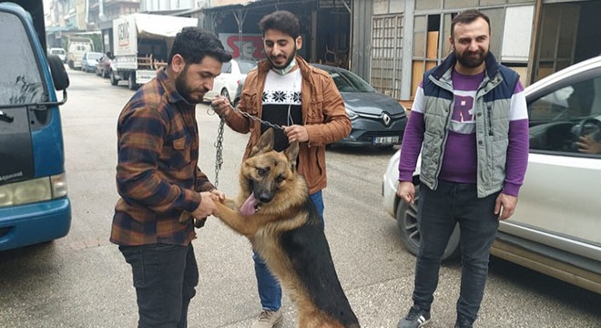 Köpeği çaldığı sanılıyordu; aracıyla çarpınca veterinere götürmüş