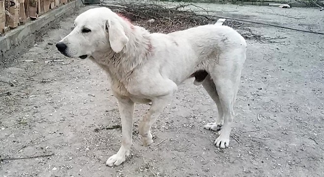 Köpeği tüfekle vurdular