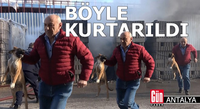 Köpek alevlerin arasından böyle kurtarıldı