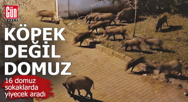 Köpeksiz köyde değneksiz geziyorlar