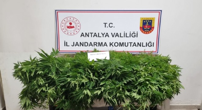 Korkuteli ormanında kenevir yetiştirdiler