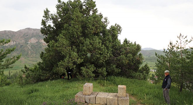 Köydeki 904 yıllık ardıç ağaçları zamana meydan okuyor