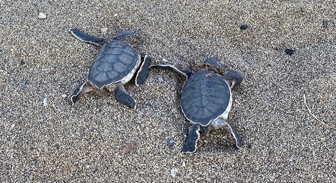 Kum zambakları ve Caretta Carretalar için imza kampanyası