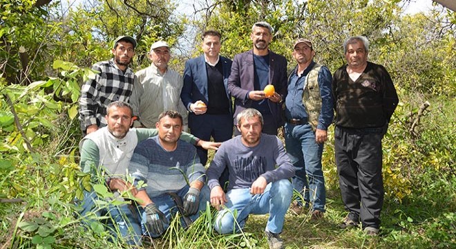 Kumluca'da turunçgillerde budama eğitimi