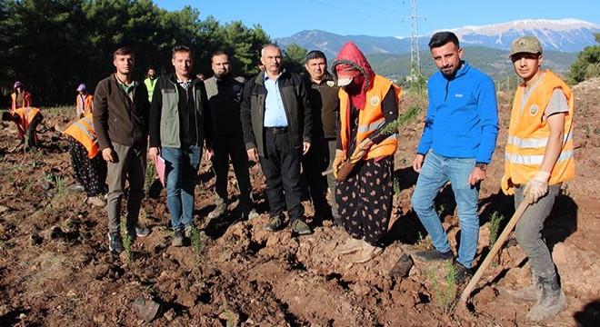 Kumluca'ya ikinci bal ormanı