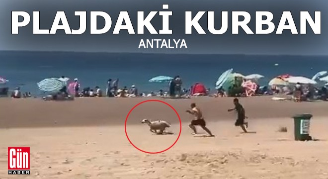 Lara Plajı'nda kurban kovalamaca