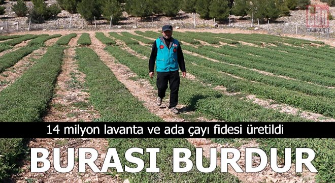 Lisinia'da 14 milyon lavanta ve ada çayı fidesi üretildi