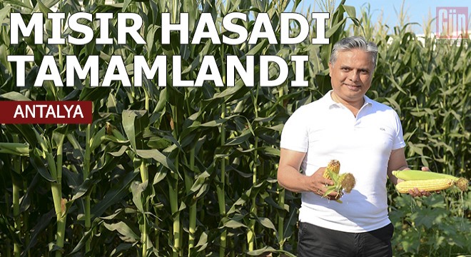 Muratpaşa, mısır hasadını tamamladı