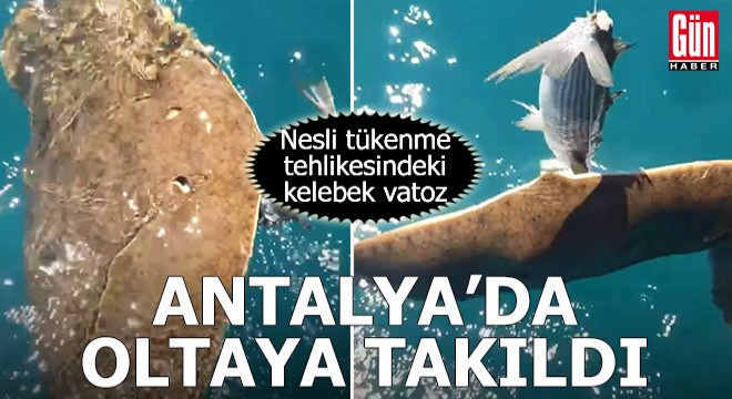 Nesli tükenmekte olan vatoz Antalya'da oltaya takıldı