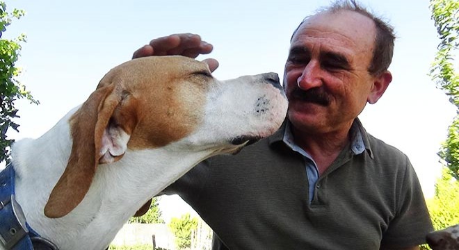 O çiftçi, köpeklerini traktöre neden bağlayarak götürdüğünü açıkladı