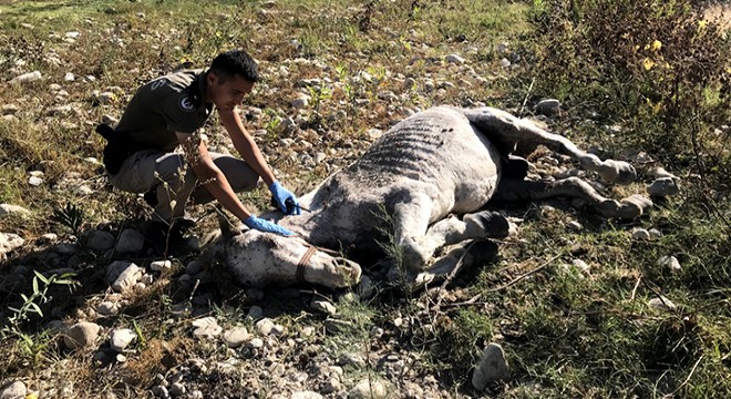 Ölüme terk edilen atlar koruma altında