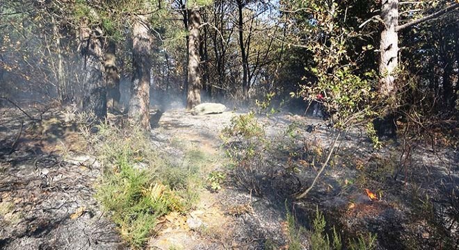 Orman yangınında 10 dönümlük alan zarar gördü