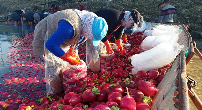 Osmaniye'de turp sezonu buruk başladı