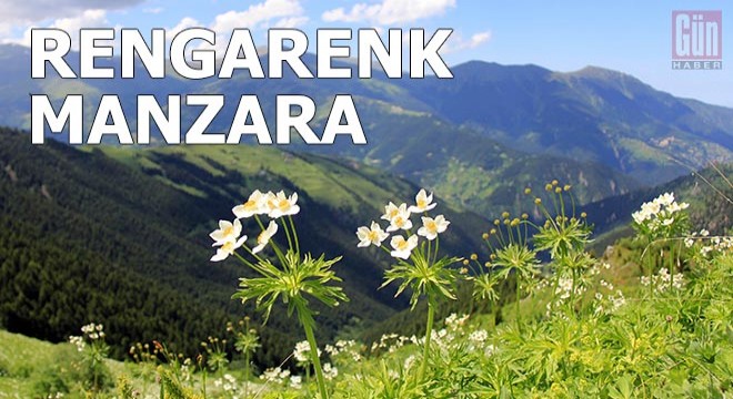 Rize'nin Petran Yaylası rengarenk