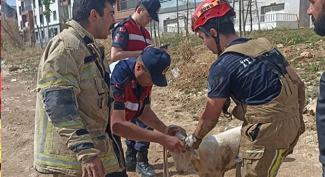 Rögara düşen koçu, itfaiye kurtardı