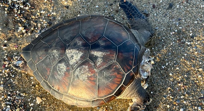 Sahilde başsız caretta caretta bulundu