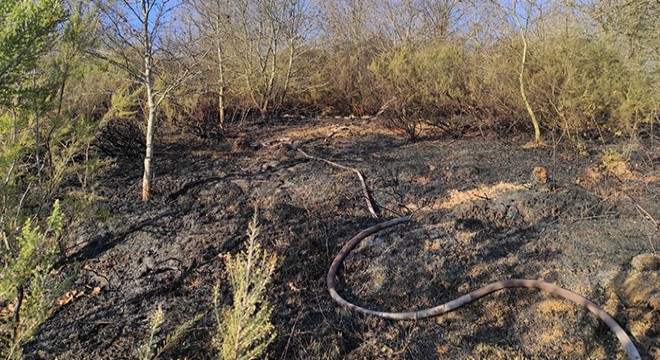 Sakarya'da, ormanlıkta kuruyan otlar yandı