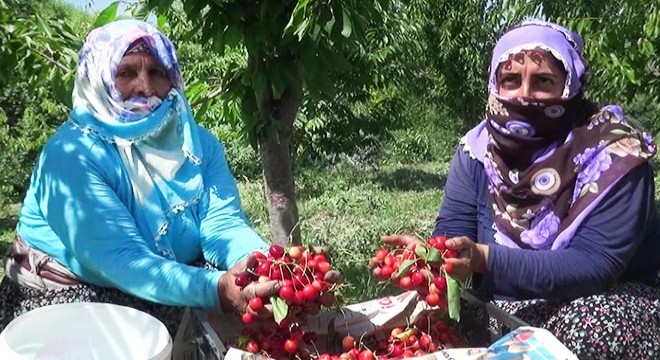 Saliha Nine, devlet desteğiyle 400 ağaçlı kiraz bahçesi kurdu