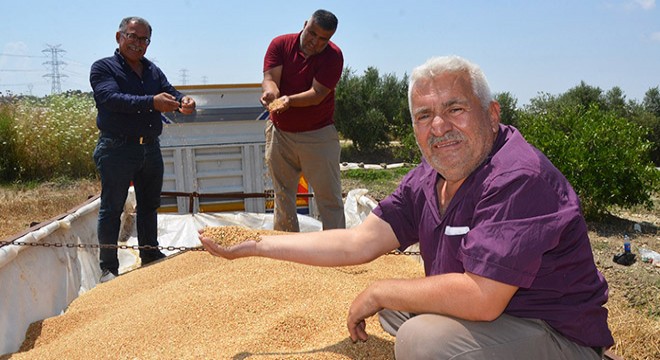 Antalya'da hububat hasadı başladı