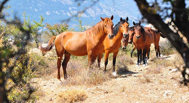 Spil'in 'özgür bekçileri'