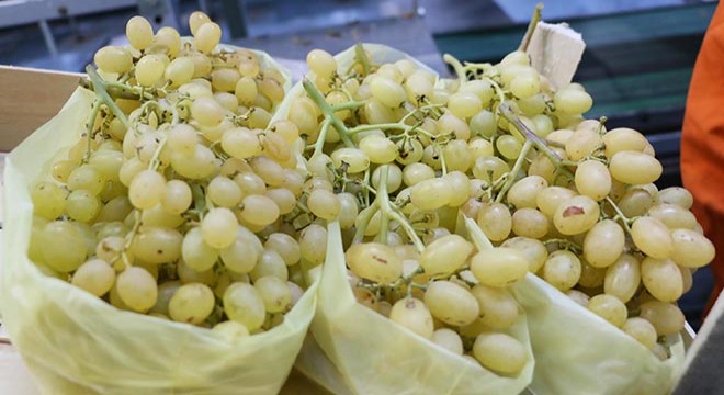 Sultaniye üzümünde yılın son hasat dönemi başladı