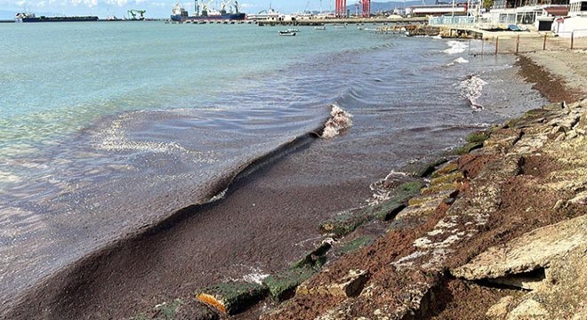 Tekirdağ sahilini kırmızı yosun kapladı