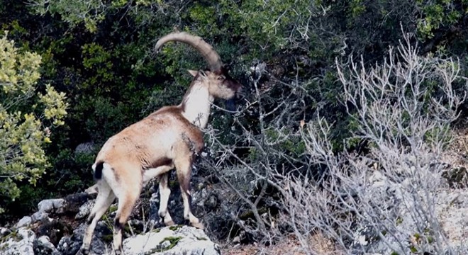 Toros Dağları'ndaki yaban keçileri dronla görüntülendi