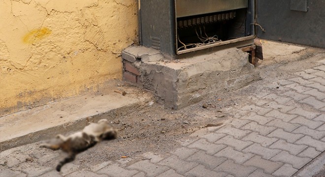 Trafoya giren kedi telef oldu