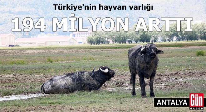 Türkiye'nin hayvan varlığı, 30 yılda 194 milyon arttı