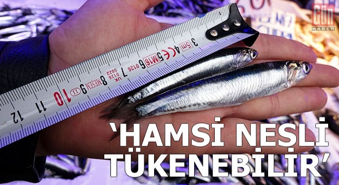 Uzmanlardan, 'hamsi nesli tükenebilir' uyarısı