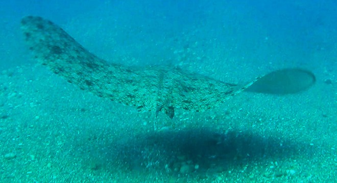 Vatozlar üreme döneminde Antalya kıyılarına geliyor