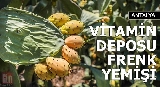 Vitamin deposu Frenk yemişi