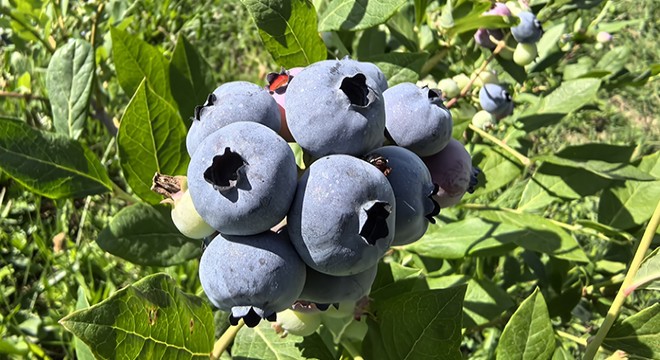 Yaban mersini hasadı başladı