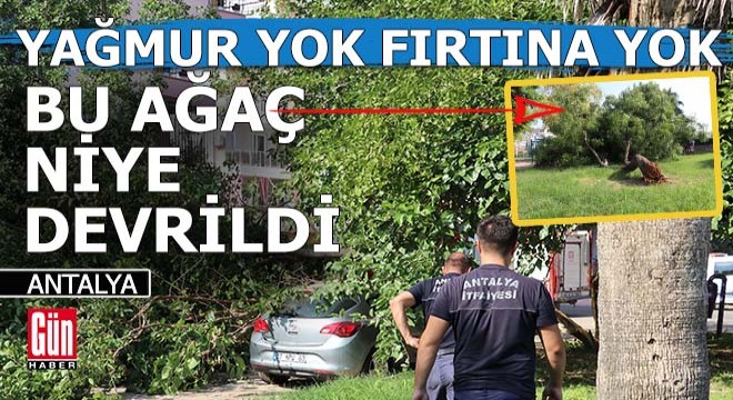 Yağmur yok, fırtına yok bu ağaç niye devrildi?