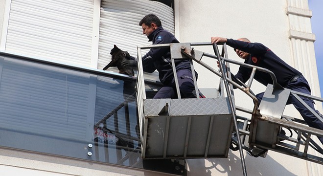 Yangında panjur ile balkon camı arasına sıkışan kedi kurtarıldı