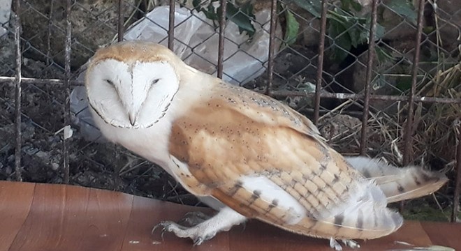 Yaralı bulunan peçeli baykuşa tedavi