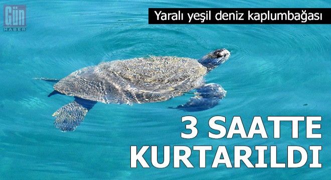 Yaralı yeşil deniz kaplumbağası, 3 saatte kurtarıldı