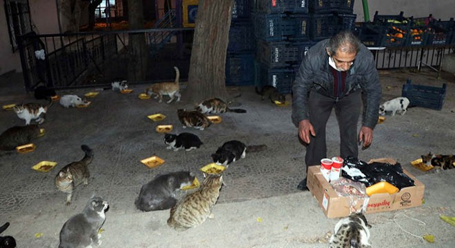 Yardımlarla evinde 200 kedi besliyor