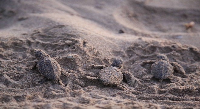 Yavru caretta caretta mevsimi