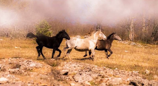 Yaylada yılkı atlarını fotoğrafladı