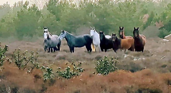 Yılkı atlarıyla 'Anadolu manzarası'