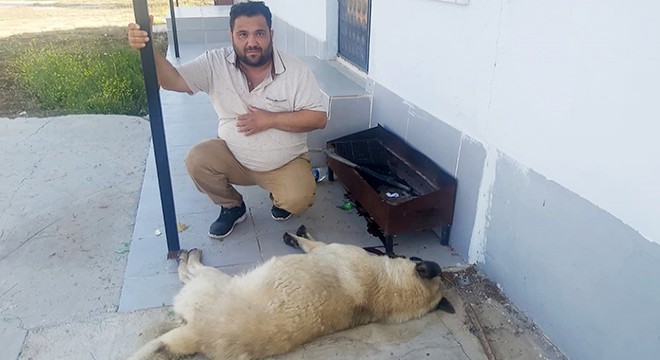 Zehirlenerek öldürülen köpeğin sahibi: Canımı aldılar