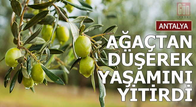 Zeytin toplarken ağaçtan düşüp öldü