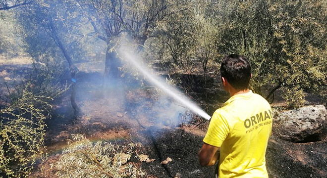 Zeytinlik yangınında 5 dönüm alan zarar gördü